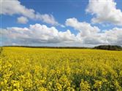 55.57 acres, Lot 1 Land at Gubeon Farm, Morpeth, Northumberland