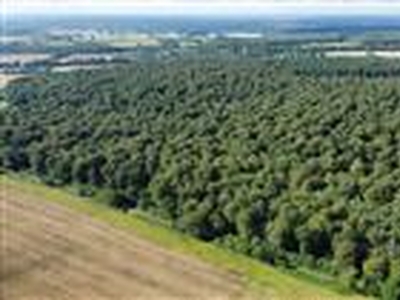 95.12 acres, Withy Copse, Gallowstree Common, near Henley-on-Thames, Oxfordshire